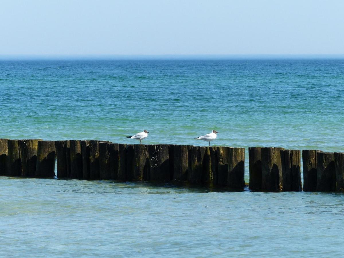 Lindenstr_38 _Haus Kranich_ Lägenhet Zingst Exteriör bild